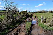 H5363 : Muddy entrance to field, Curr by Kenneth  Allen