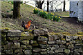 H4379 : Hen on a wall, Ulster American Folk Park by Kenneth  Allen
