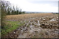 Stand of Maize at Barryatts Copse