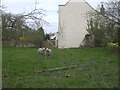 Sheep in the front garden