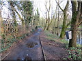 Tree-lined pathway beside the River Waveney in Diss