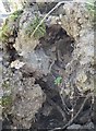 Part of the root of an uprooted tree, near Faversham