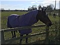 Horse at Junction of New Lane/Smithy Lane, Croft