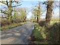 Hedge and tree-lined road near to South Farm