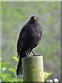 Blackbird in Sheffield General Cemetery