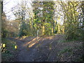 Footpath Divides entering Lane Wood