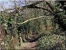 SO9095 : Public footpath to Goldthorn Park in Wolverhampton by Roger  Kidd