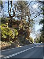 Overhanging roadside trees in Guildford, Surrey