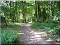 Path into Chiltern Forest