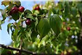 Berries of Cornelian Cherry