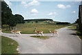 Fallow deer in Bradgate Deer Park