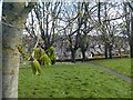 First leaves on a horse chestnut tree overlooking Bull Meadow Park, Exeter