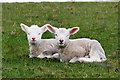 Two Spring Lambs