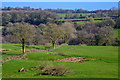 Dunkeswell : Countryside Scenery