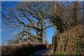 Hemyock : Country Lane