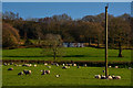 Clayhidon : Grassy Field & Sheep