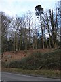 Trees seen from the A286