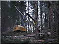 NH4937 : Timber harvesting, Boblainy Forest by Craig Wallace