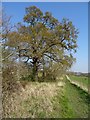 Springtime oak tree