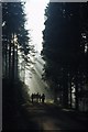 Walkers and shafts of sunlight on track by Quantock School, Nether Stowey