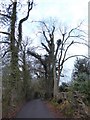 Winter trees in Bunch Lane