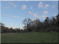 Meadow within Swan Barn Farm