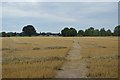 Footpath crossing stubble field