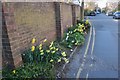TR2057 : Daffodils on Nargate Street, Littlebourne by David Howard