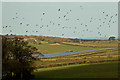 SS5030 : Rooks take flight over Colacott Solar Farm by Roger A Smith