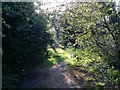 Windsor Open Space by Dollis Brook, Finchley