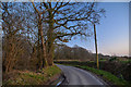 Dunkeswell : Country Lane