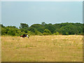 Field with horses