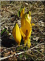 Skunk cabbage