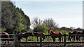 Horses to the east of Peppers Farm