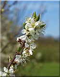SK3078 : Hawthorn blossom near Totley by Neil Theasby