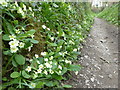 Primrose lined footpath