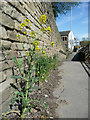 Wild cabbage plant, L?denscheid Way, Brighouse