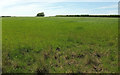 SS6632 : Grass field on Middlecott Hill by Derek Harper