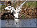 Two Swans at Redbank Lodges