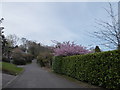 Spring blossom in Stoatley Rise