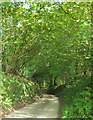 Lane into Stoodleigh Barton Plantation