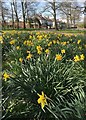 Spring colour in Graves Park