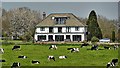 House and cattle to the south of West End Lane