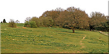 SO9095 : Pasture and woodland on Colton Hills near Wolverhampton by Roger  Kidd
