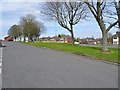 Dovedale Road Daffs