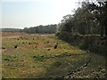 Northern edge of Bubbenhall Wood