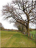 SO9095 : Oak tree, pasture and footpath on Colton Hills, Wolverhampton by Roger  Kidd