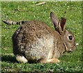 Rabbit near Goodricke