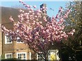 Cherry blossom on Gurney Drive, Hampstead Garden Suburb