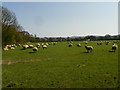 Pregnant ewes near Stroud Common